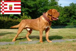 Read more about the article Criadores de Dogue de Bordeaux e cachorros em Bremen