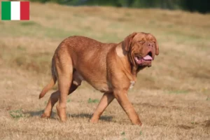 Read more about the article Criadores de Dogue de Bordeaux e cachorros em Itália