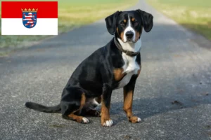 Read more about the article Cão de montanha Entlebucher Criador e cachorros em Hessen