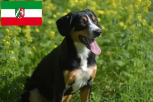 Read more about the article Cão de montanha Entlebucher Criador e cachorros em Renânia do Norte-Vestefália