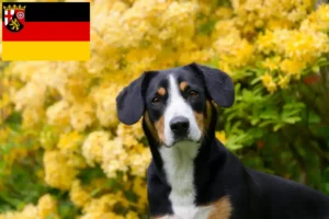 Read more about the article Cão de montanha Entlebucher Criador e cachorros em Renânia-Palatinado