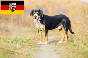 Read more about the article Entlebuch Mountain Dog Breeder e cachorros em Saarland