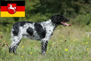 Read more about the article Epagneul Breton criadores e cachorros na Baixa Saxónia