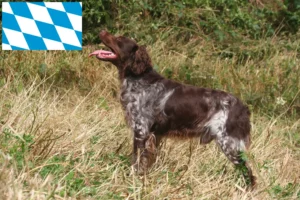 Read more about the article Epagneul Breton criadores e cachorros na Baviera