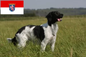 Read more about the article Epagneul Breton criadores e cachorros em Hessen