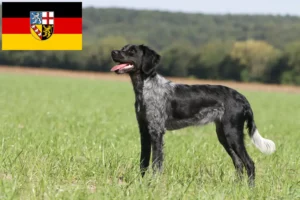 Read more about the article Epagneul Breton criadores e cachorros em Saarland