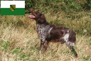Read more about the article Epagneul Breton criadores e cachorros na Saxónia