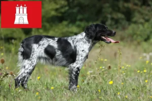 Read more about the article Epagneul Breton criadores e cachorros em Hamburgo