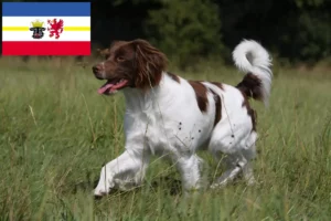 Read more about the article Epagneul Breton criadores e cachorros em Mecklenburg-Vorpommern