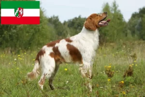 Read more about the article Epagneul Breton criadores e cachorros na Renânia do Norte-Vestefália