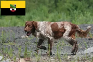 Read more about the article Epagneul Breton criadores e cachorros na Saxónia-Anhalt