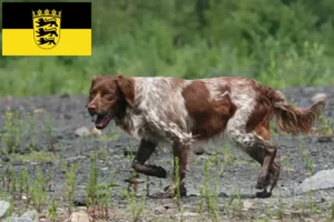 Read more about the article Epagneul Breton criadores e cachorros em Baden-Württemberg
