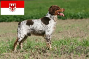 Read more about the article Epagneul Breton criadores e cachorros em Brandenburg