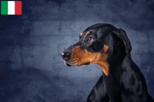 Read more about the article Criadores de Erdélyi Kopó e cachorros em Itália