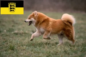 Read more about the article Criadores de Eurasier e cachorros em Baden-Württemberg