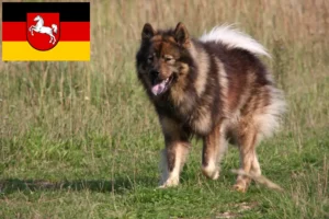 Read more about the article Criadores de Eurasier e cachorros na Baixa Saxónia