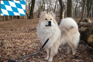 Read more about the article Criadores de Eurasier e cachorros na Baviera