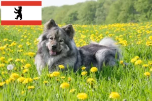 Read more about the article Criador de Eurasier e cachorros em Berlim