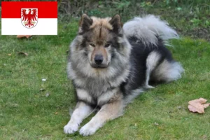 Read more about the article Criadores de Eurasier e cachorros em Brandenburg