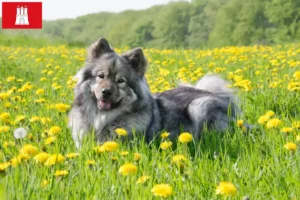 Read more about the article Criador de Eurasier e cachorros em Hamburgo