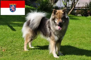 Read more about the article Criadores de Eurasier e cachorros em Hessen
