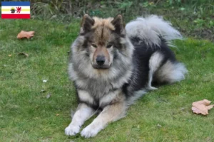 Read more about the article Criadores de Eurasier e cachorros em Mecklenburg-Vorpommern