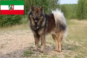 Read more about the article Criadores de Eurasier e cachorros na Renânia do Norte-Vestefália