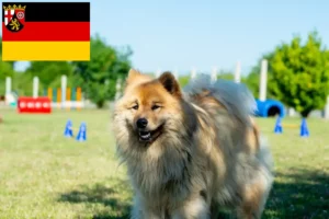 Read more about the article Criadores de Eurasier e cachorros em Renânia-Palatinado