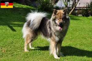 Read more about the article Criadores de Eurasier e cachorros em Saarland