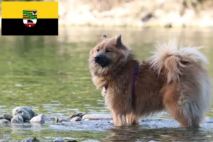 Read more about the article Criadores de Eurasier e cachorros na Saxónia-Anhalt