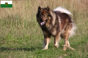 Read more about the article Criadores de Eurasier e cachorros na Saxónia