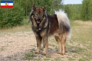 Read more about the article Criadores de Eurasier e cachorros em Schleswig-Holstein