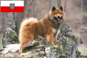 Read more about the article Criadores de Eurasier e cachorros na Turíngia
