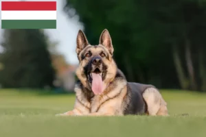 Read more about the article Criador de cães de pastor da Europa de Leste e cachorros na Hungria