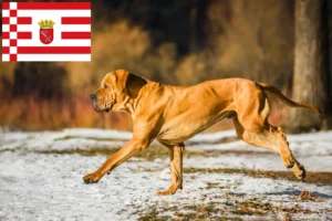 Read more about the article Fila Brasileiro criadores e cachorros em Bremen