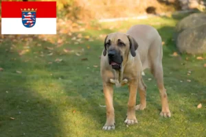 Read more about the article Fila Brasileiro criadores e cachorros em Hessen