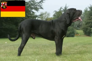 Read more about the article Fila Brasileiro criadores e cachorros em Renânia-Palatinado