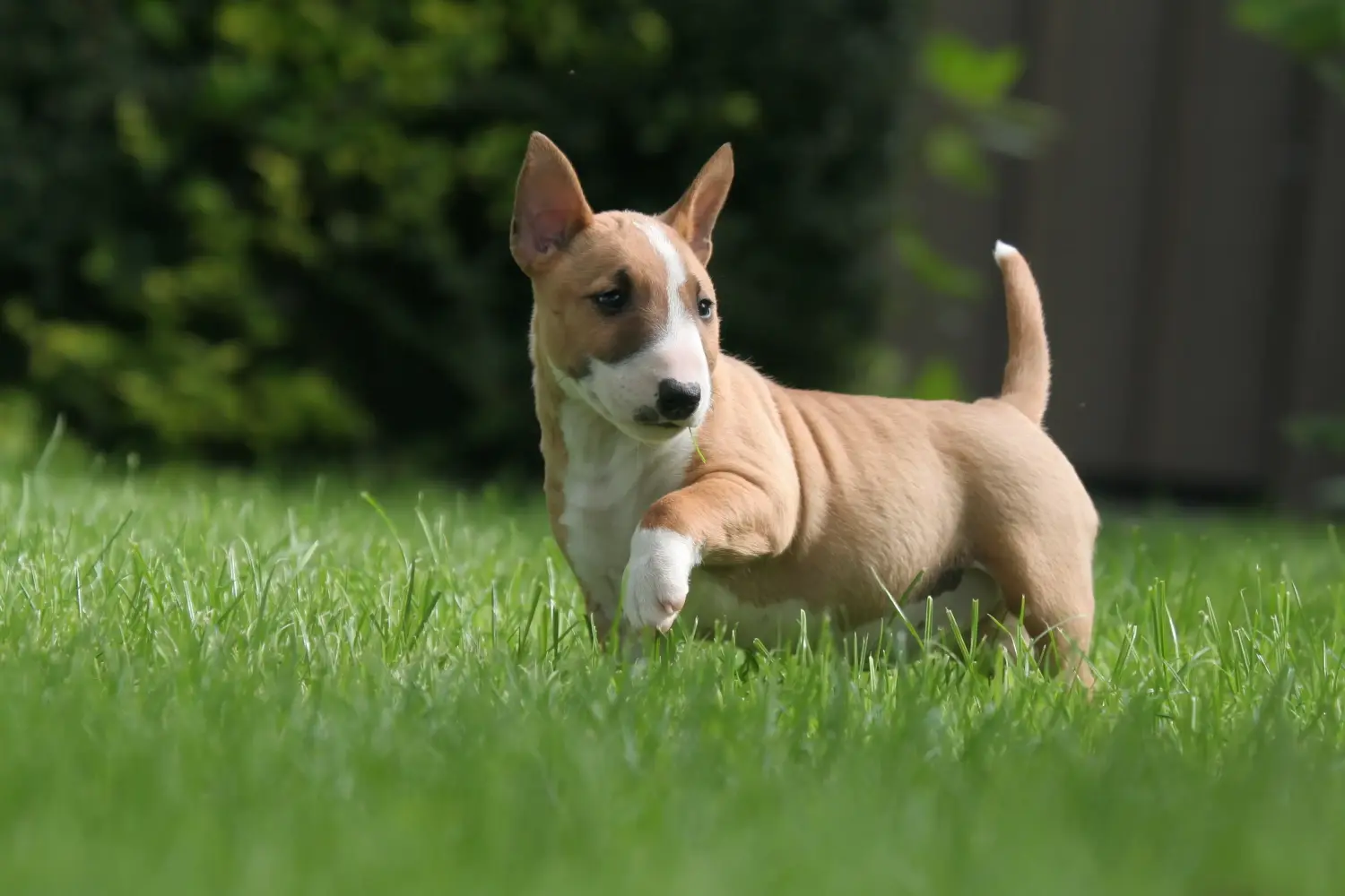 Comprar um cachorro Bull Terrier Miniatura significa assumir responsabilidades! Comprar cachorros Bull Terrier miniatura.