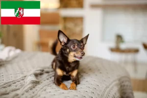 Read more about the article Criadores de Toy Terrier inglês e cachorros em Renânia do Norte-Vestefália