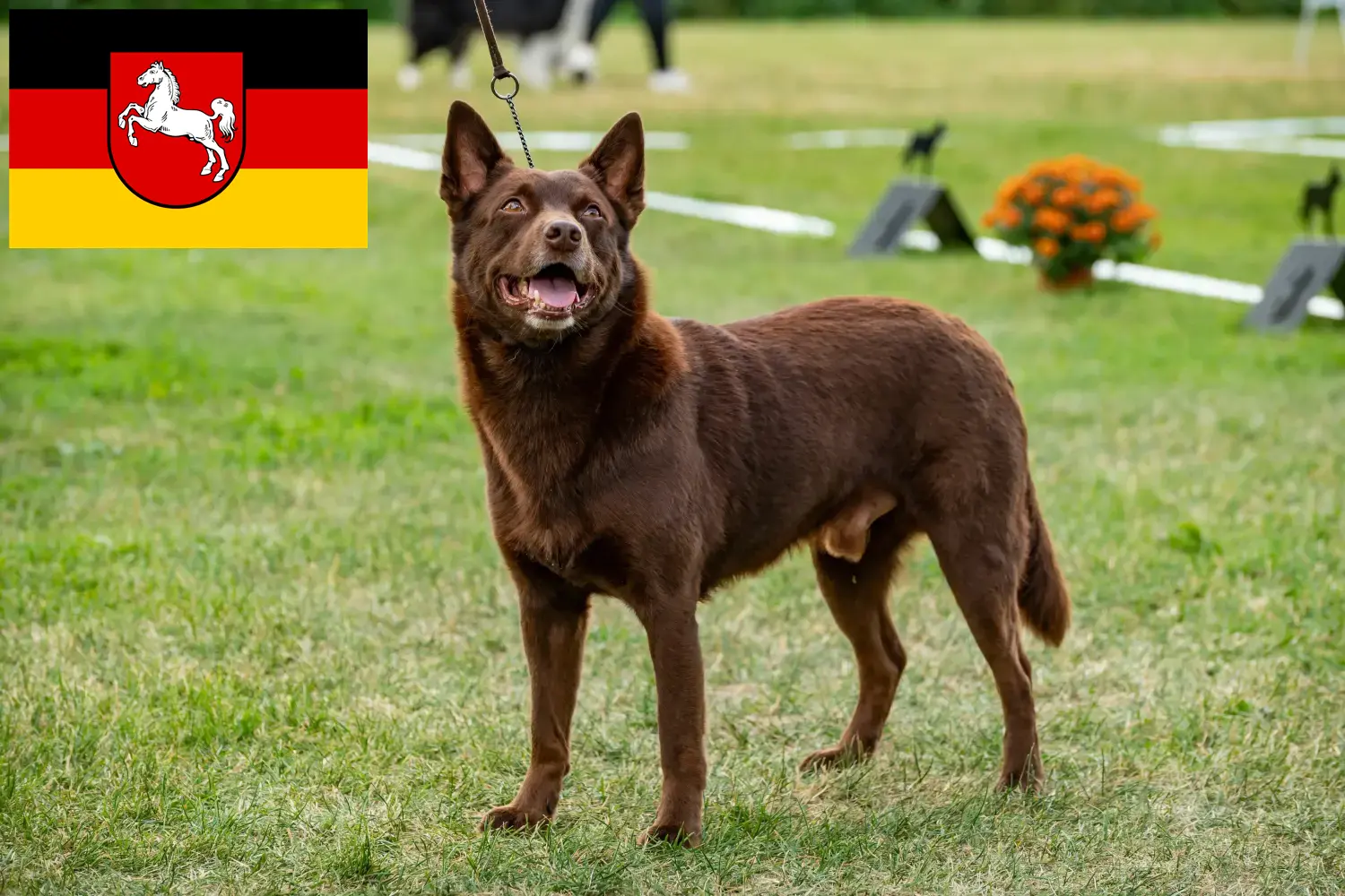 Filhotes de Kelpie australiano e criador Baixa Saxónia Aqui pode encontrar criadores de Kelpies australianos na Baixa Saxónia.