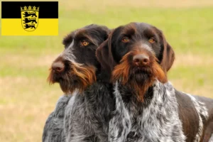 Read more about the article Deutsch Drahthaar criadores e cachorros em Baden-Württemberg