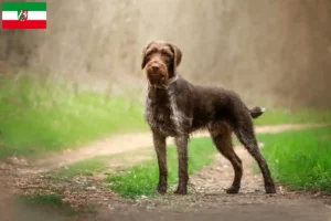 Read more about the article Deutsch Drahthaar criadores e cachorros na Renânia do Norte-Vestefália