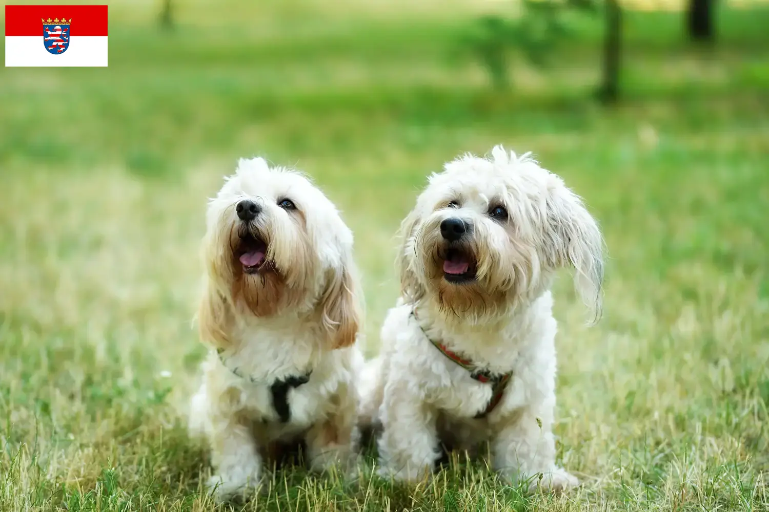 Cachorros e criadores de bolonhesa Hessen Aqui pode encontrar criadores de bolonhesa em Hessen.