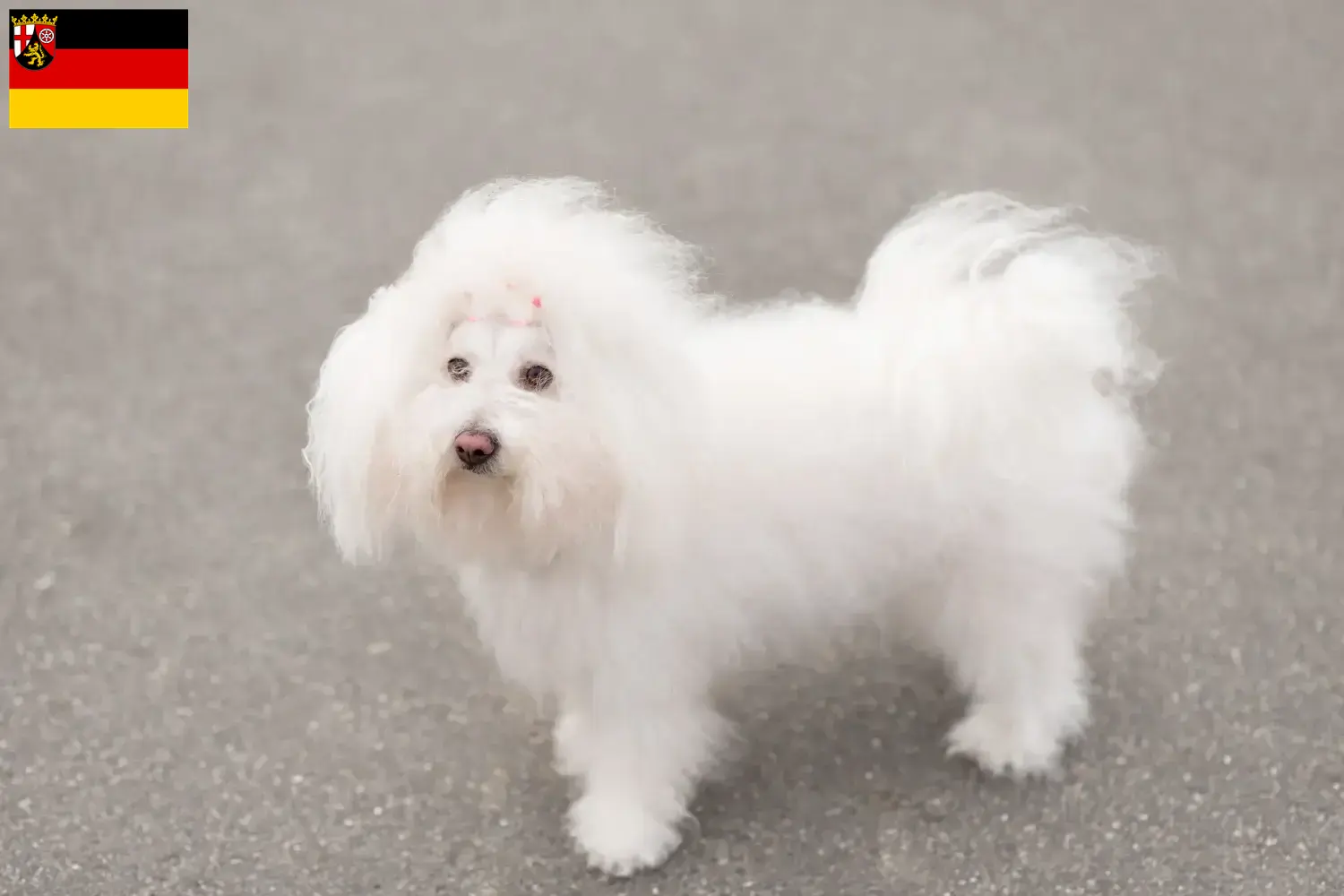 Cachorros e criadores de bolonhesa Renânia-Palatinado Aqui pode encontrar criadores de bolonhesa em Renânia-Palatinado.