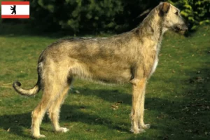 Read more about the article Criadores de Irish Wolfhound e cachorros em Berlim