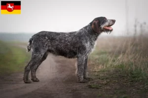 Read more about the article Criadores de Deutsch Drahthaar e cachorros na Baixa Saxónia