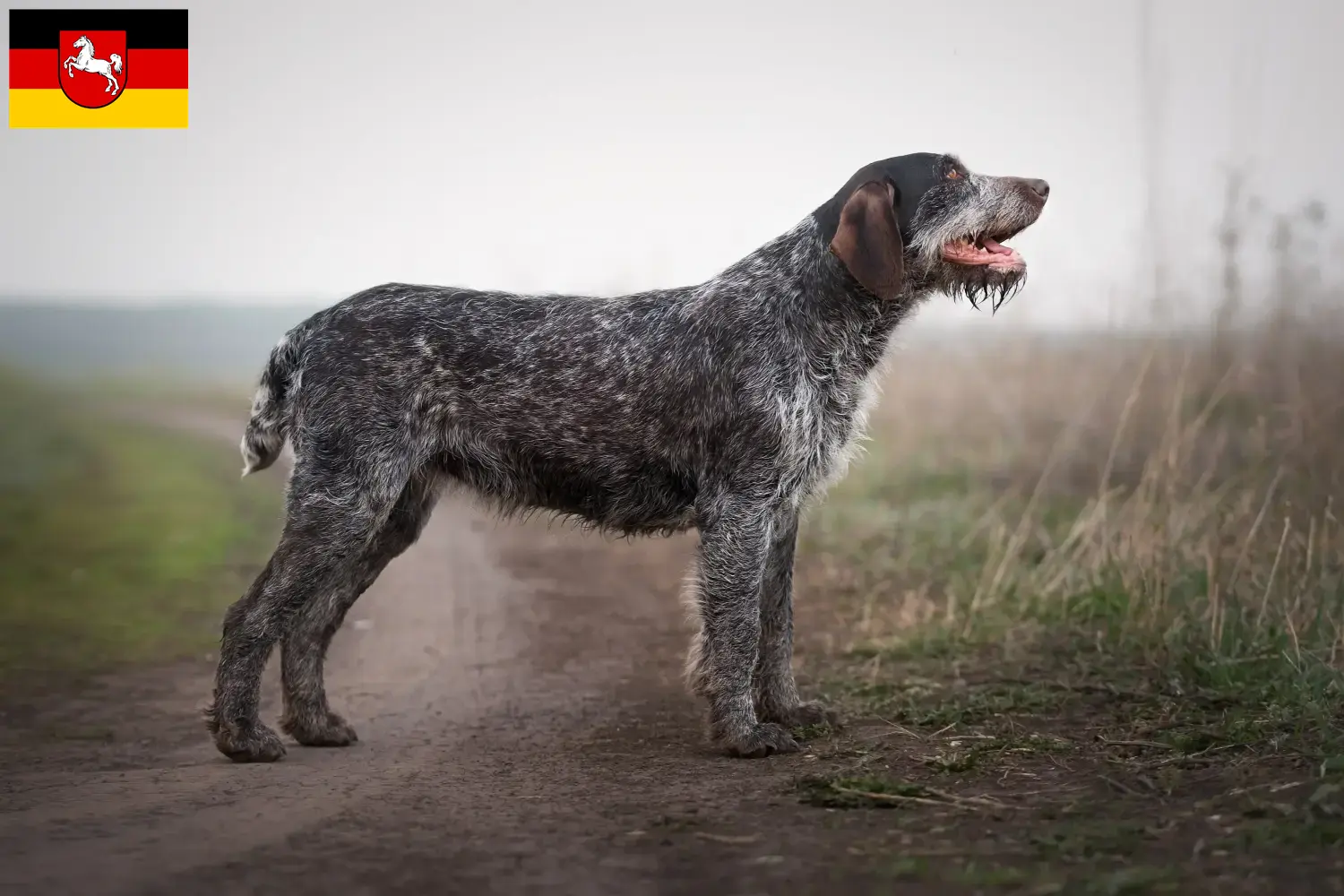 Cachorros de Pelo Cerdoso Alemão e Criador Baixa Saxónia Aqui pode encontrar criadores de Deutsch Drahthaar na Baixa Saxónia.