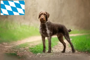 Read more about the article Deutsch Drahthaar criadores e cachorros na Baviera