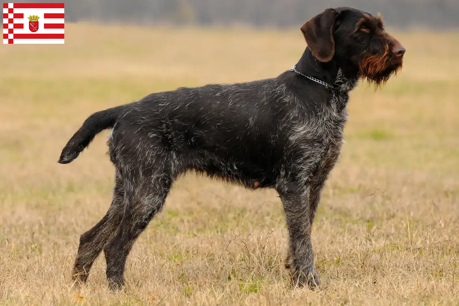 Cachorros de Pelo Cerdoso Alemão e Criador Bremen Encontre aqui criadores de Deutsch Drahthaar em Bremen.