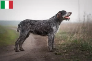 Read more about the article Criadores de Pelo Cerdoso Alemão e cachorros em Itália